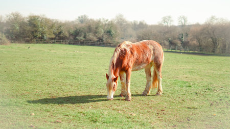 A calm horse grazes under the warm sun, creating a relaxing countryside viewの写真素材