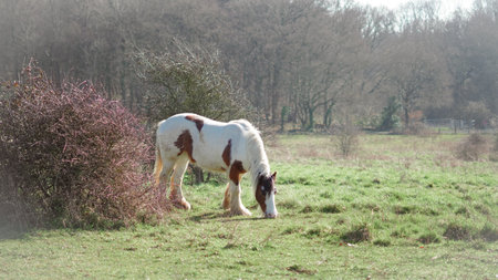 Horses in natural environment, ideal for showcasing equine behavior and natural habitatsの写真素材