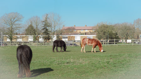 Healthy horses in natural setting, well-groomed, showing excellent equine careの写真素材