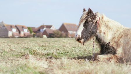 Horse resting peacefully during the day on a tranquil English farmの写真素材