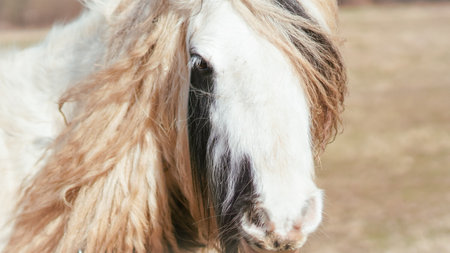 Close-up portrait of a horse with a soft backgroundの写真素材