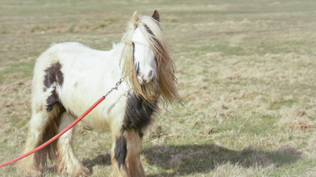 White horse with long mane moving through a rural field in golden lightの写真素材