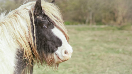 White horse with long mane standing on a pasture in soft natural lightの写真素材