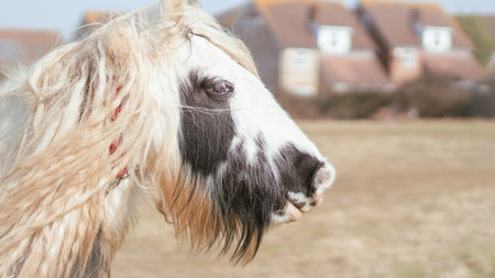 White horse with long mane standing on a pasture in soft natural lightの写真素材