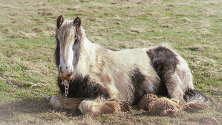 Horse resting peacefully during the day on a tranquil English farmの写真素材