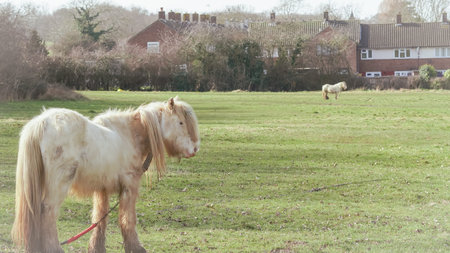 white Horse grazing during the day in the English countryside on a bright sunny dayの写真素材