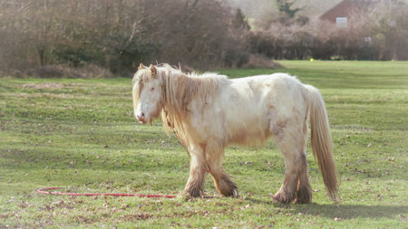 white Horse grazing during the day in the English countryside on a bright sunny dayの写真素材