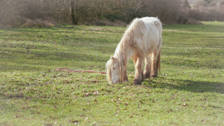 white Horse grazing during the day in the English countryside on a bright sunny dayの写真素材