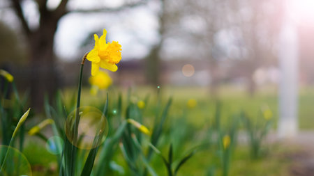 Bright yellow daffodils blooming in early spring with fresh morning dewの写真素材