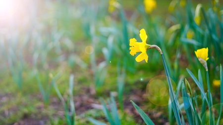 Dew-covered daffodils glowing in soft morning light during early spring