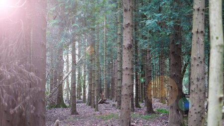 The fresh colors of spring mark the awakening of life in the forest