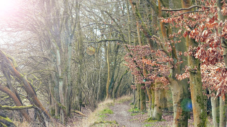 A peaceful forest with fresh greenery and sunlight filtering throughの写真素材
