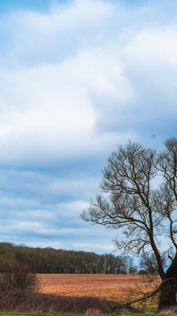 A solitary tree with no leaves in an autumn field under a cloudy sky.の写真素材
