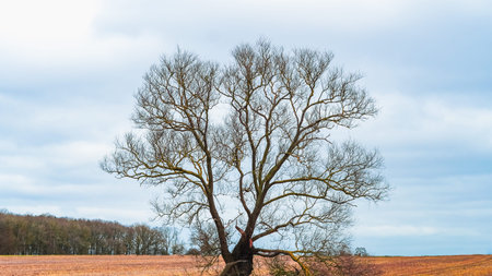 A solitary tree with no leaves in an autumn field under a cloudy sky.