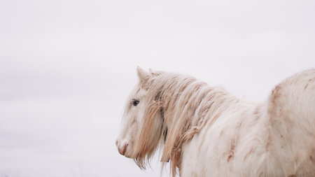 Close-up of a majestic white horse's face with a soft and peaceful gazeの写真素材