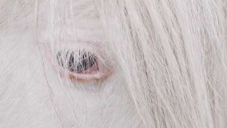 A white horse's face in close-up, showcasing its soft fur and bright eyesの写真素材