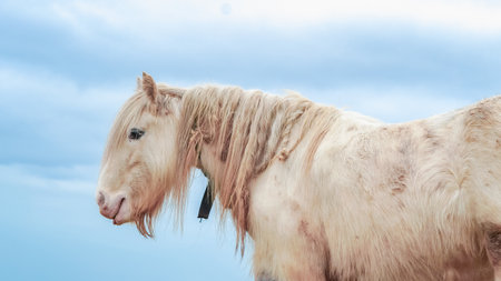 Close-up of a white horses face, standing against a blue sky backgroundの写真素材