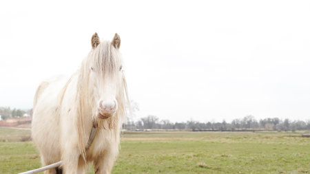 A white horse standing on a traditional English farm, surrounded by natureの写真素材