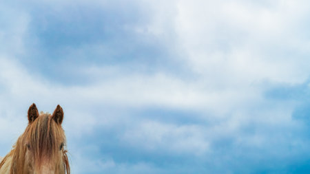 Close-up of a white horses face, standing against a blue sky backgroundの写真素材