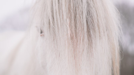 Close-up of a white horse with a flowing mane, standing in natural lightの写真素材