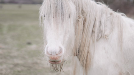 Elegant white horse face close-up on a white background, soft and gracefulの写真素材