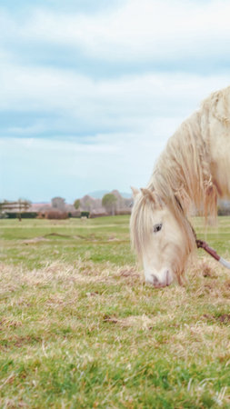 Close-up of a white horse's face, standing against a blue sky backgroundの写真素材
