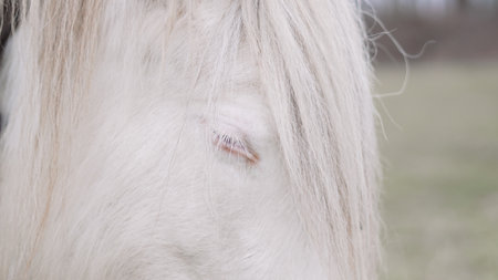 Close-up of a white horse with a flowing mane, standing in natural lightの写真素材