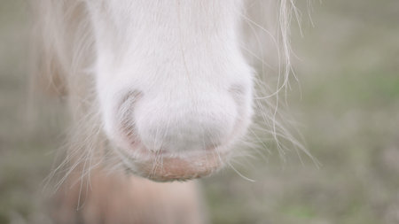 Close-up of a white horse with a flowing mane, standing in natural lightの写真素材