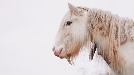 Close-up of a white horses face on a white background, elegant and calmの写真素材