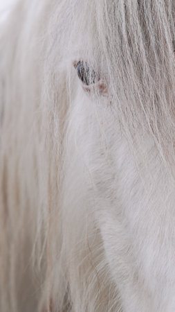 Close-up of a white horse's face, highlighting its details and gentle expressionの写真素材