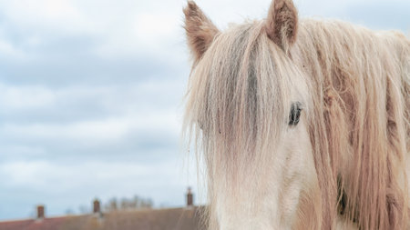 Close-up of a white horse's face, highlighting its details and gentle expressionの写真素材