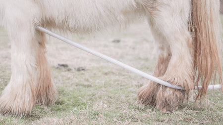 Legs of a white horse on a farm, showing strong and elegant featuresの写真素材
