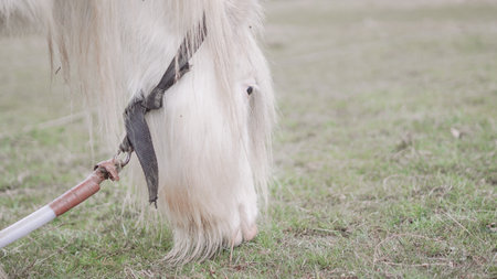 A white horse's face in close-up, showcasing its soft fur and bright eyesの写真素材