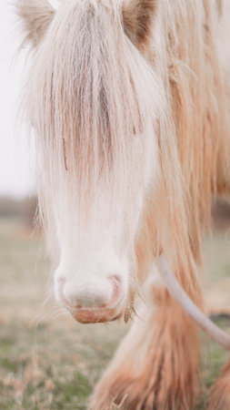 White horse's calm face in close-up, showing expressive eyes and soft furの写真素材