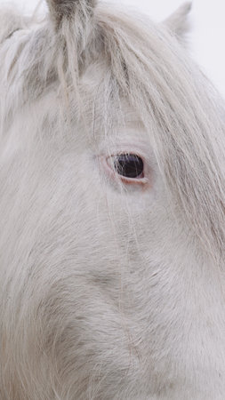 Close-up of a white horse's face, highlighting its details and gentle expressionの写真素材