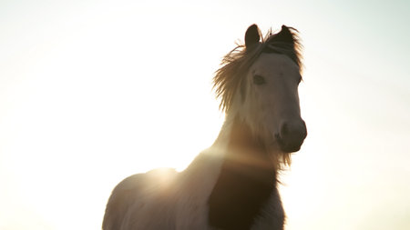 A horse stands on an English farm at sunset, reflecting rural tranquilityの写真素材