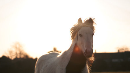 A horse's silhouette against a golden sunset, symbolizing emotional connectionの写真素材