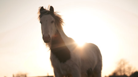 A lone horse on a scenic English farm during a peaceful golden sunsetの写真素材