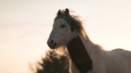 A grazing horse on a countryside farm, bathed in warm evening lightの写真素材