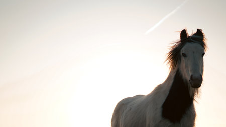 A lone horse on a scenic English farm during a peaceful golden sunsetの写真素材