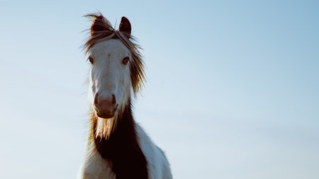A horse's silhouette against a golden sunsetの写真素材