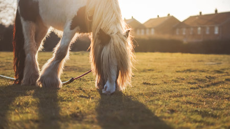 A horse peacefully grazing on an English farm at sunset, warm golden huesの写真素材