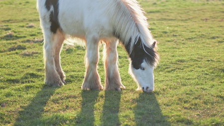 A horse peacefully grazing on an English farm at sunset, warm golden huesの写真素材