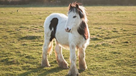 A lone young horse gazes at the sunset, reflecting solitude and self-discovery.の写真素材