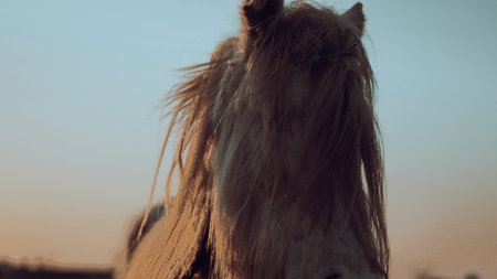 A long-maned horse stands in a golden English countryside at duskの写真素材