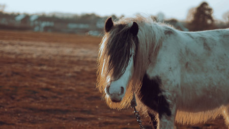 A horse with a thick mane grazes peacefully on a farm during sunsetの写真素材