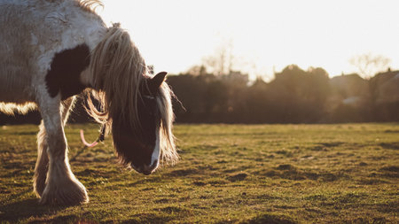A majestic horse with a flowing mane stands on an English farm at sunsetの写真素材