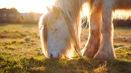 A strong horse with a long mane stands in a field at sunsetの写真素材