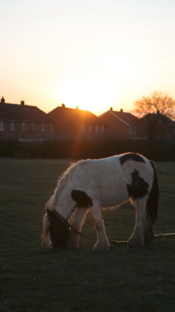 A horse enjoying the golden light of sunset in a rural meadowの写真素材