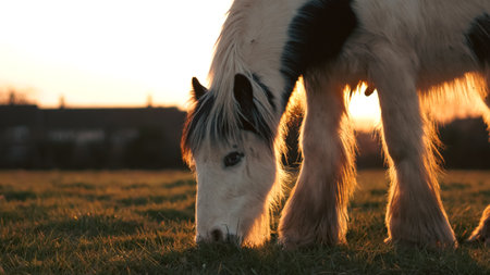 A beautiful countryside sunset with a horse grazing in the open fieldsの写真素材